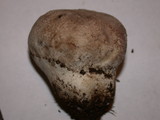 Lycoperdon pratense image
