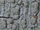 Pertusaria tetrathalamia image