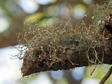 Ramalina stenospora image
