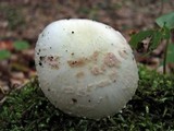 Amanita citrina f. lavendula image