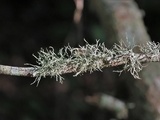 Ramalina willeyi image