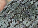 Dirinaria confluens image