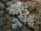 Parmotrema gardneri image