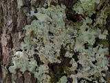 Parmotrema gardneri image