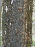 Coccocarpia palmicola image