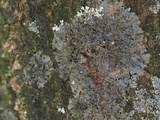 Leptogium cyanescens image