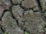 Pseudosagedia isidiata image