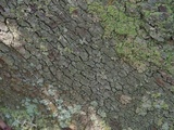 Pseudosagedia isidiata image