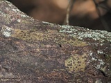 Bathelium carolinianum image