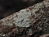 Dirinaria aegialita image