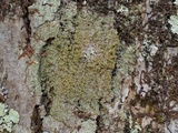 Protoparmelia isidiata image