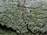 Protoparmelia isidiata image