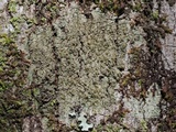 Protoparmelia isidiata image
