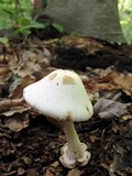 Amanita brunnescens image