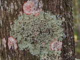 Pyxine caesiopruinosa image