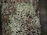 Canoparmelia cryptochlorophaea image