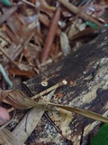 Marasmius crinis-equi image