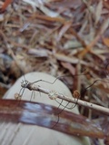 Marasmius crinis-equi image