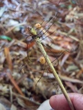 Marasmius crinis-equi image