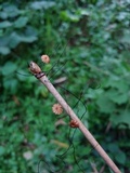 Marasmius crinis-equi image