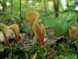Spathulariopsis velutipes image