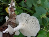 Favolus tenuiculus image