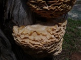 Trametes membranacea image