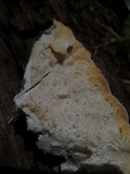 Trametes membranacea image