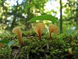 Spathulariopsis velutipes image