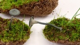 Arrhenia chlorocyanea image