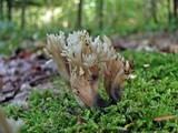 Clavulina coralloides image