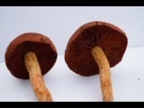 Cortinarius smithii image