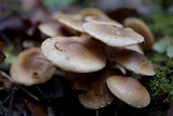 Pholiota terrestris image