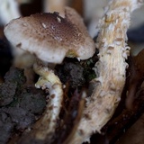 Pholiota terrestris image