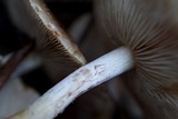 Pholiota terrestris image