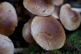 Pholiota terrestris image