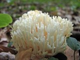 Ramariopsis kunzei image