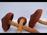 Cortinarius smithii image