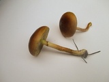 Pholiota velaglutinosa image