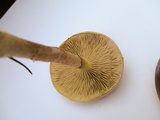 Pholiota velaglutinosa image