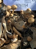 Psathyrella piluliformis image