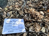 Psathyrella piluliformis image