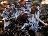 Psathyrella piluliformis image