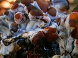 Psathyrella piluliformis image