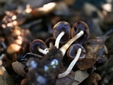 Psathyrella piluliformis image