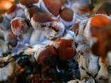 Psathyrella piluliformis image