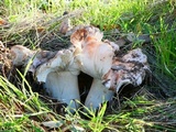 Tricholoma dryophilum image