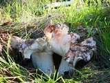 Tricholoma dryophilum image