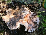 Tricholoma dryophilum image