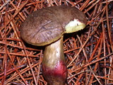 Boletus chrysenteron image